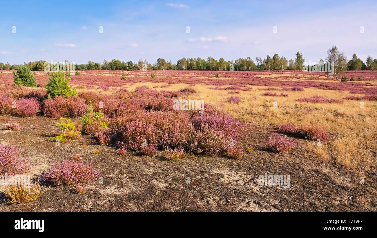 Blühende Heidelandschaft Im Spätsommer - Heidelandschaft mit Blüte Heather, Calluna Vulgaris Stockfoto