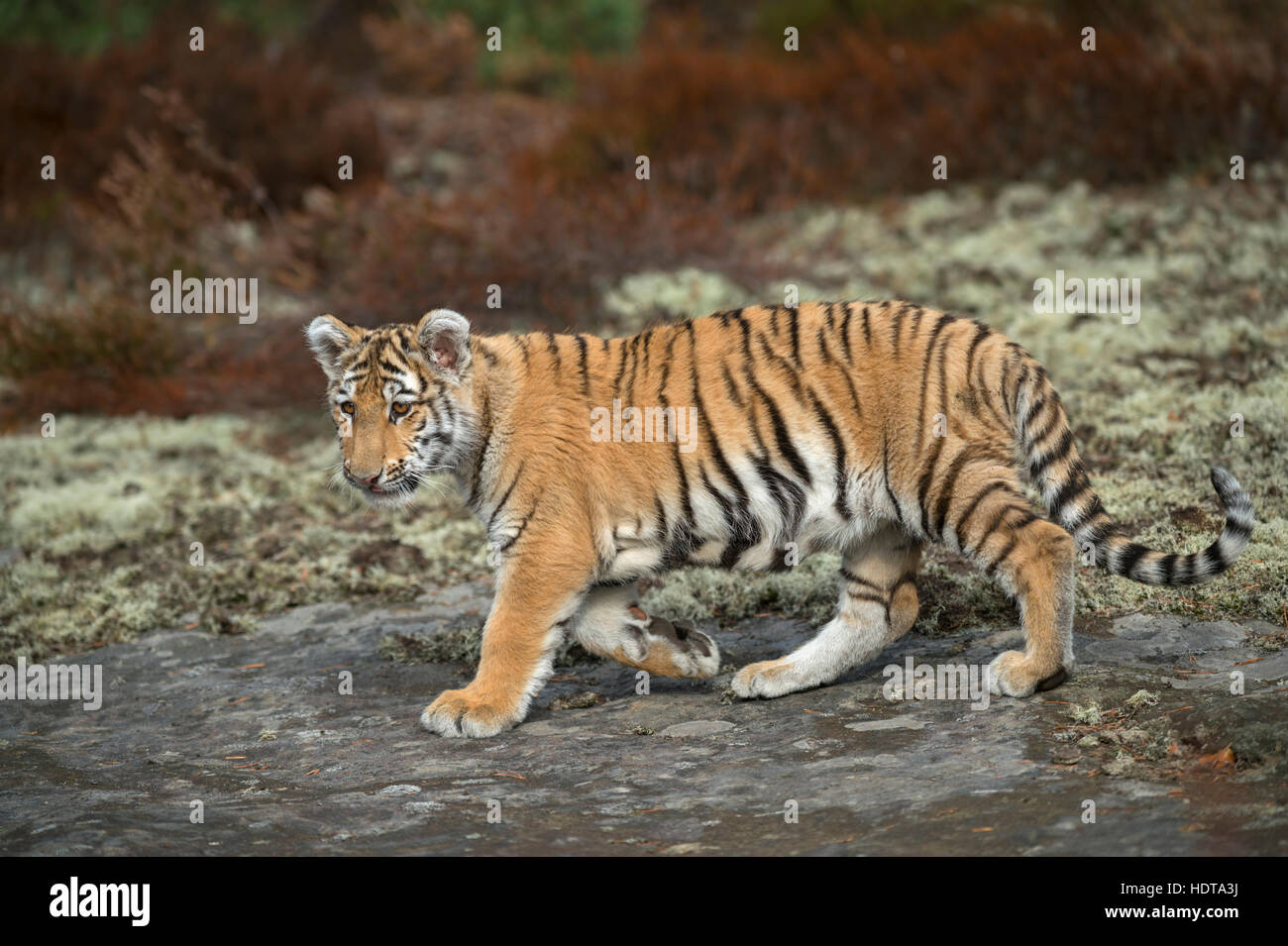 Royal Bengal Tiger / Koenigstiger (Panthera Tigris), zu Fuß über die Felsen, aufmerksam beobachten, Ganzkörper-Seitenansicht, junges Tier, weiches Licht. Stockfoto