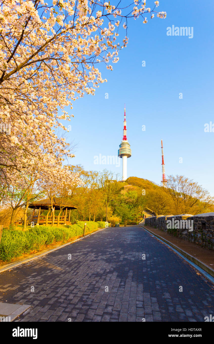 Wanderweg, gesäumt von bunten Blüte rosa Kirschblüten Baum und Stadt Wand führen zu Namsan Tower oder N Seoul Tower Stockfoto