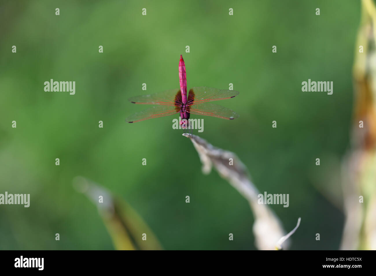 Rote Libelle Stockfoto