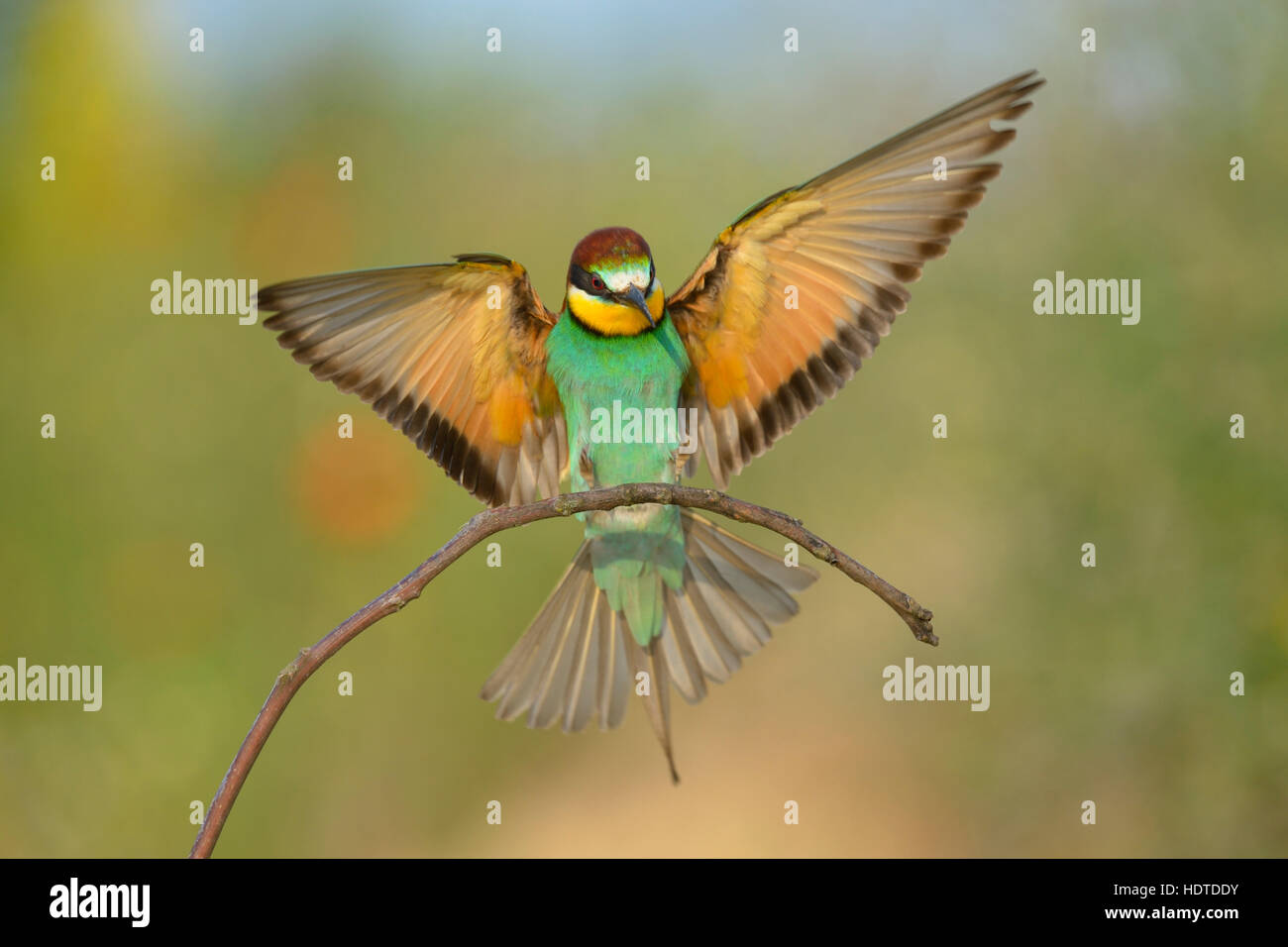 Europäische Bienenfresser (Merops Apiaster), Landung auf Barsch, Nationalpark Kiskunság, Ungarn Stockfoto