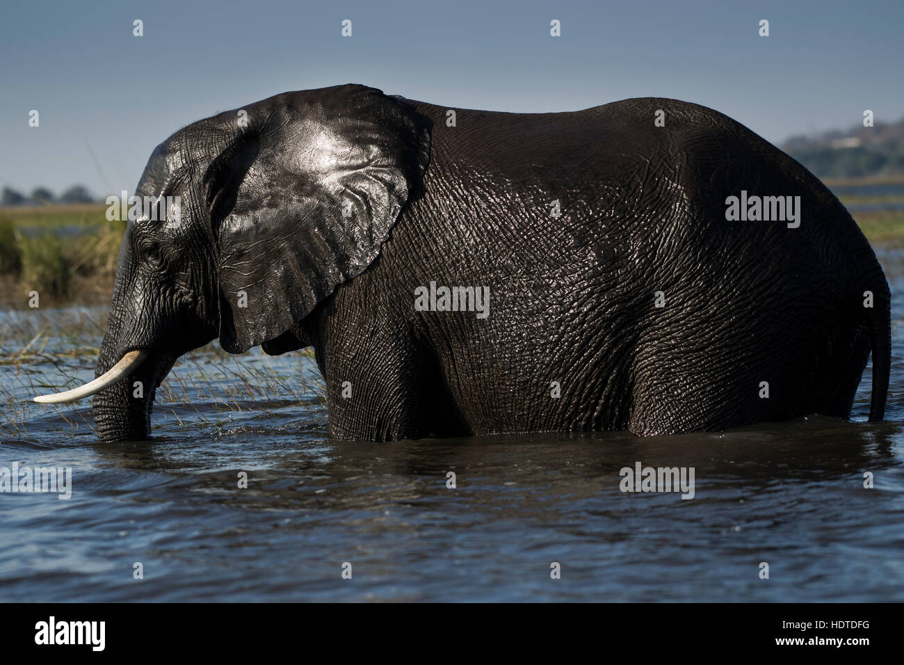 Afrikanischer Bush Elefant (Loxodonta Africana) Baden im Fluss Chobe, Chobe Nationalpark, Botswana Stockfoto