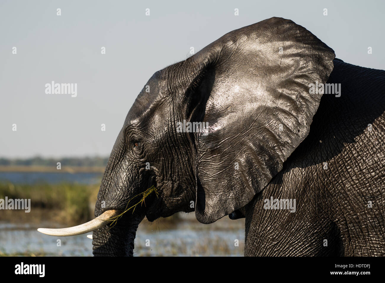 Afrikanischer Bush Elefant (Loxodonta Africana), nass, Porträt, Fluss Chobe, Chobe Nationalpark, Botswana Stockfoto