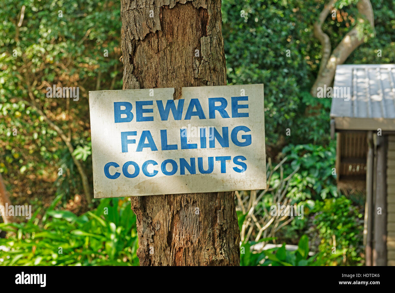 Warnschild an Palm Tree Angabe Vorsicht fallende Kokosnüsse, Mamanuca, Fidschi Stockfoto