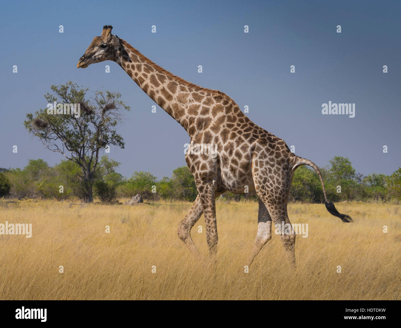 South African Giraffe oder Cape Giraffe (Giraffa Giraffa Giraffa) in der Savanne, Moremi National Park Okavango Delta, Botswana Stockfoto