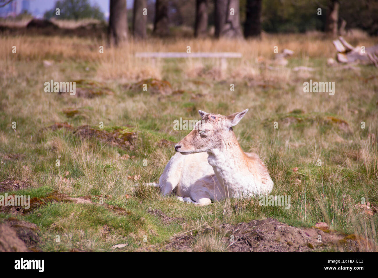 Ein Reh ist sonnen sich in der Wintersonne in Richmond Park, London Stockfoto