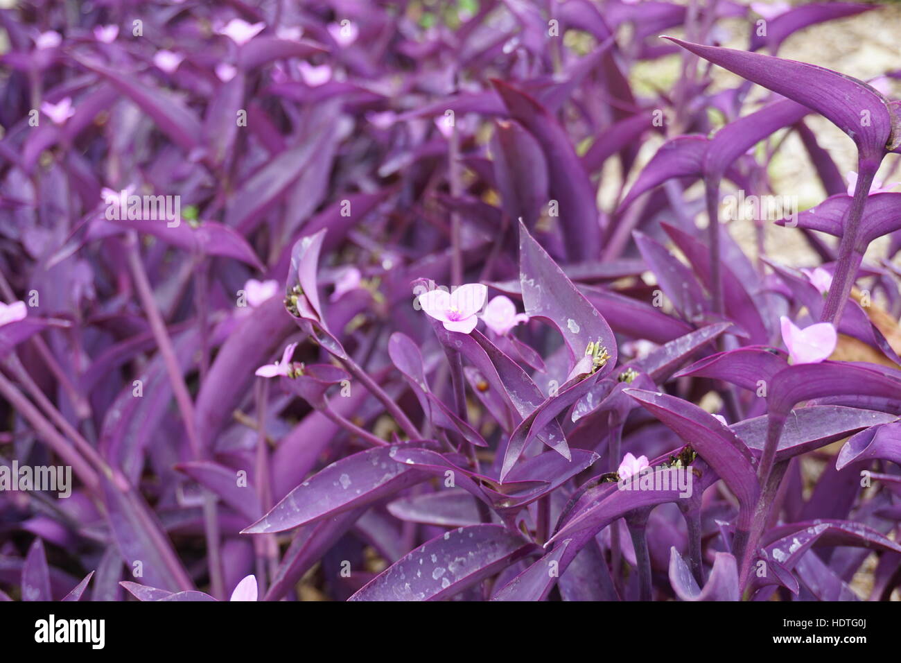 Lila Tradescantia Dreimasterblume Pflanze Stockfotografie Alamy