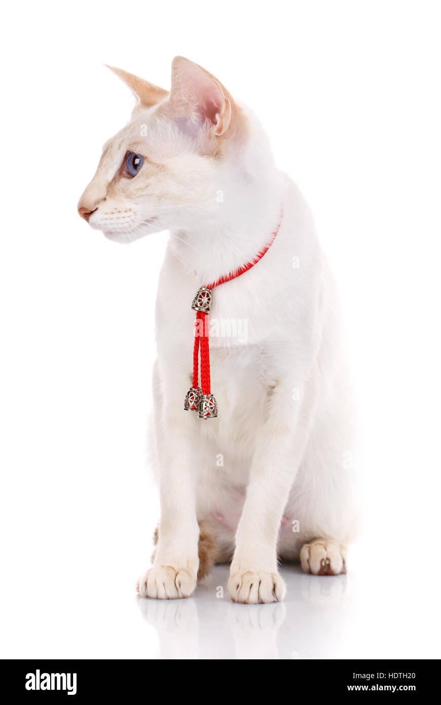 Katze auf weißem Hintergrund mit roten Kragen, isoliert Stockfoto