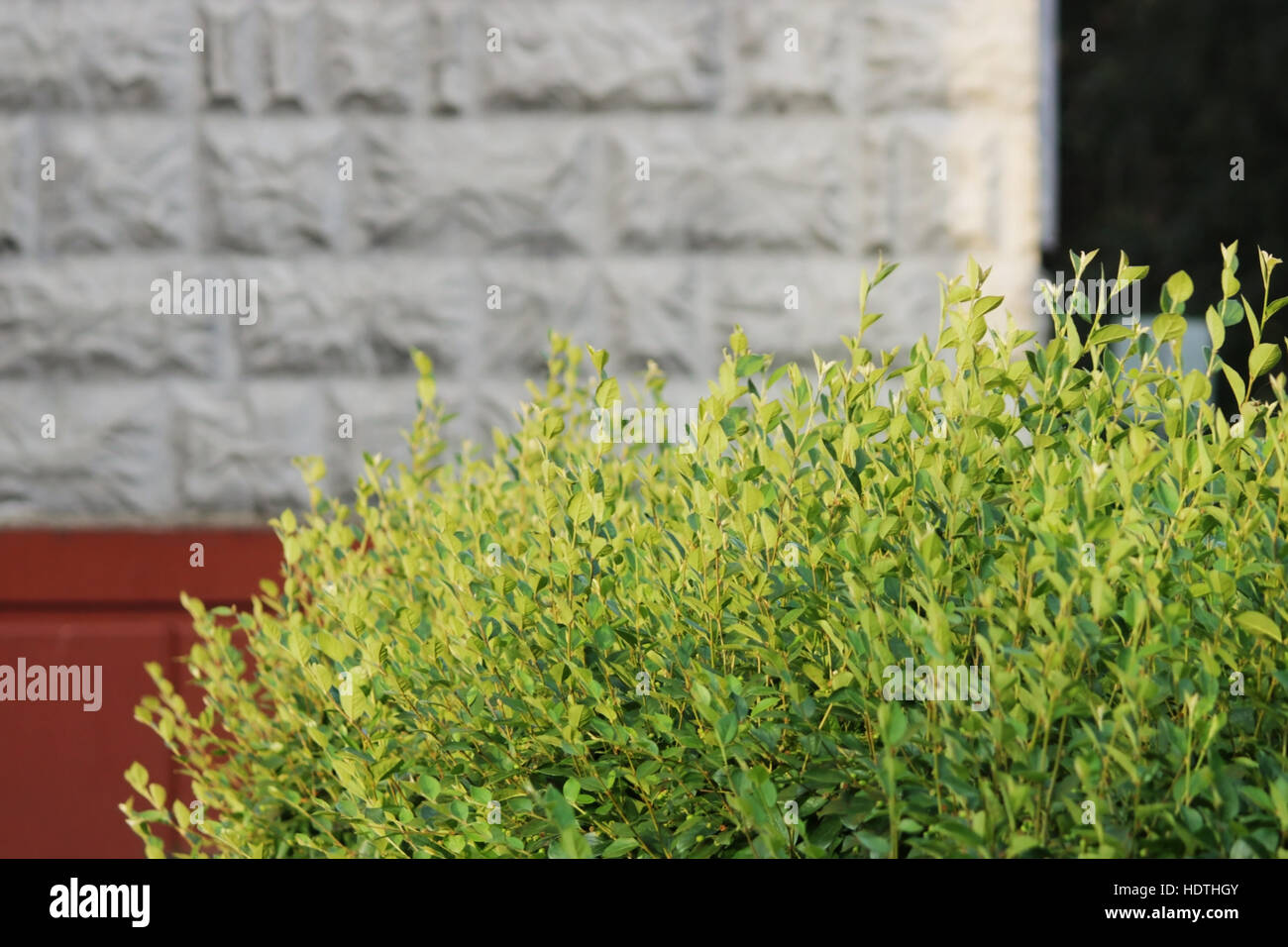 Frische, junge grüne Blätter Bush auf eine graue und rote Mauer des Hauses Hintergrund. Stockfoto
