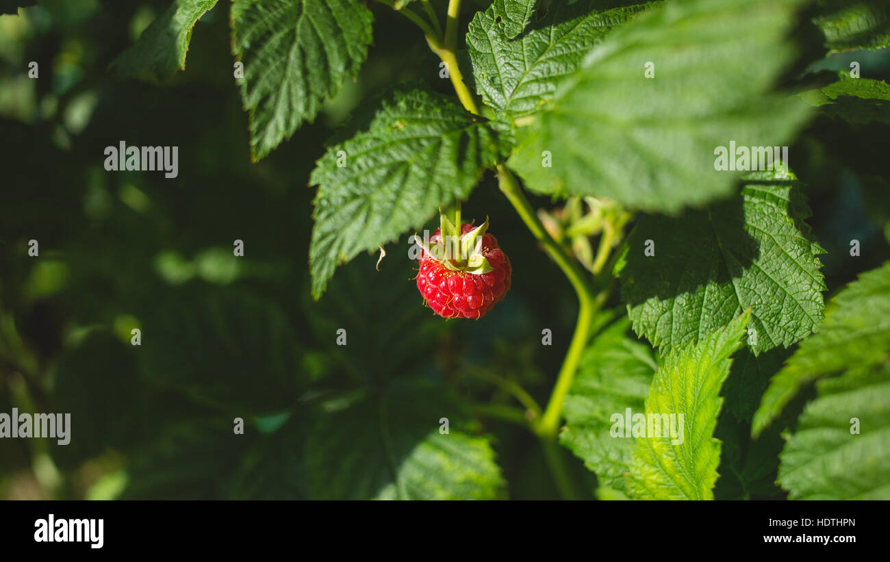 Eine Himbeere Pflanze Stockfoto