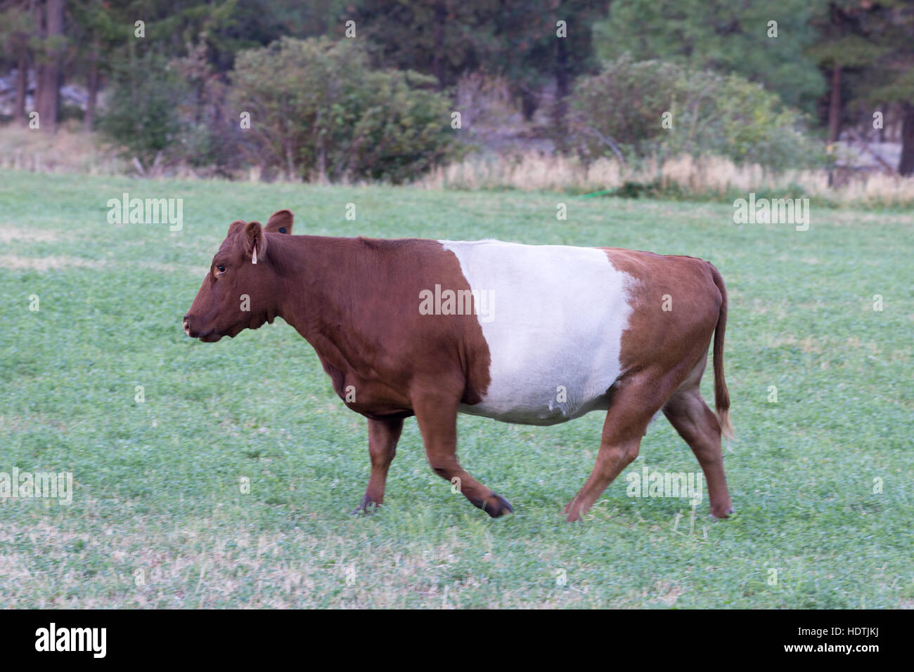 Belted Galloway Kuh in Yakima County, Washington. Stockfoto