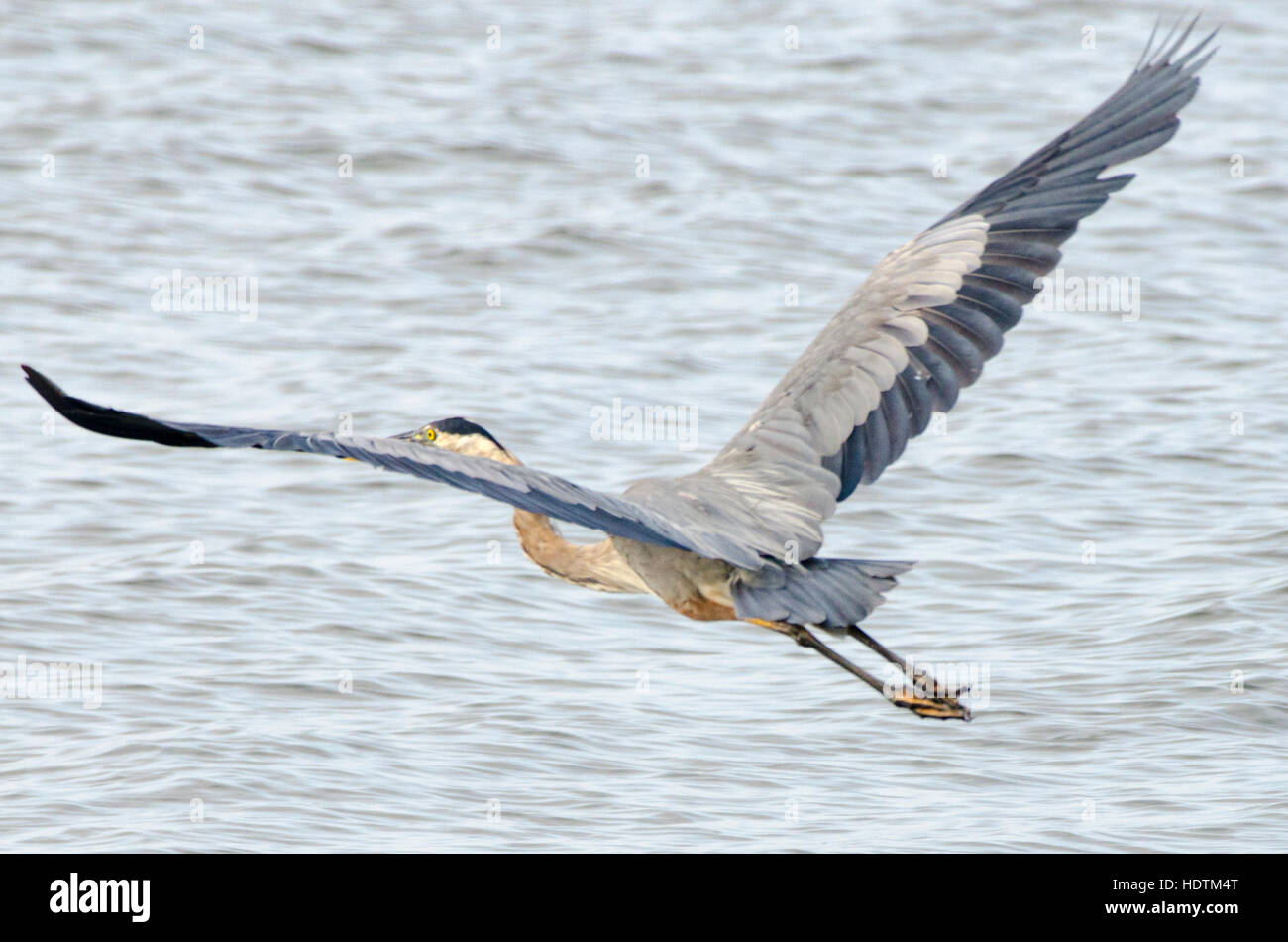 Ein Great Blue Heron geht auf und fliegt von einem Pier in Breton Bay, St. Mary's County, Maryland. Stockfoto