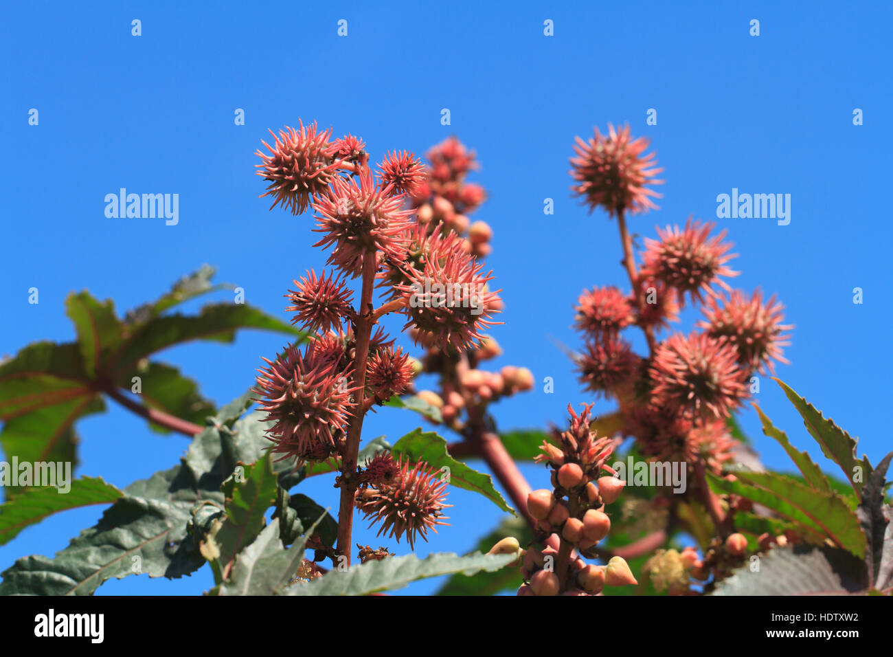 Rizinusöl Pflanzen mit Früchten auf einem Himmelshintergrund. horizontale Stockfoto