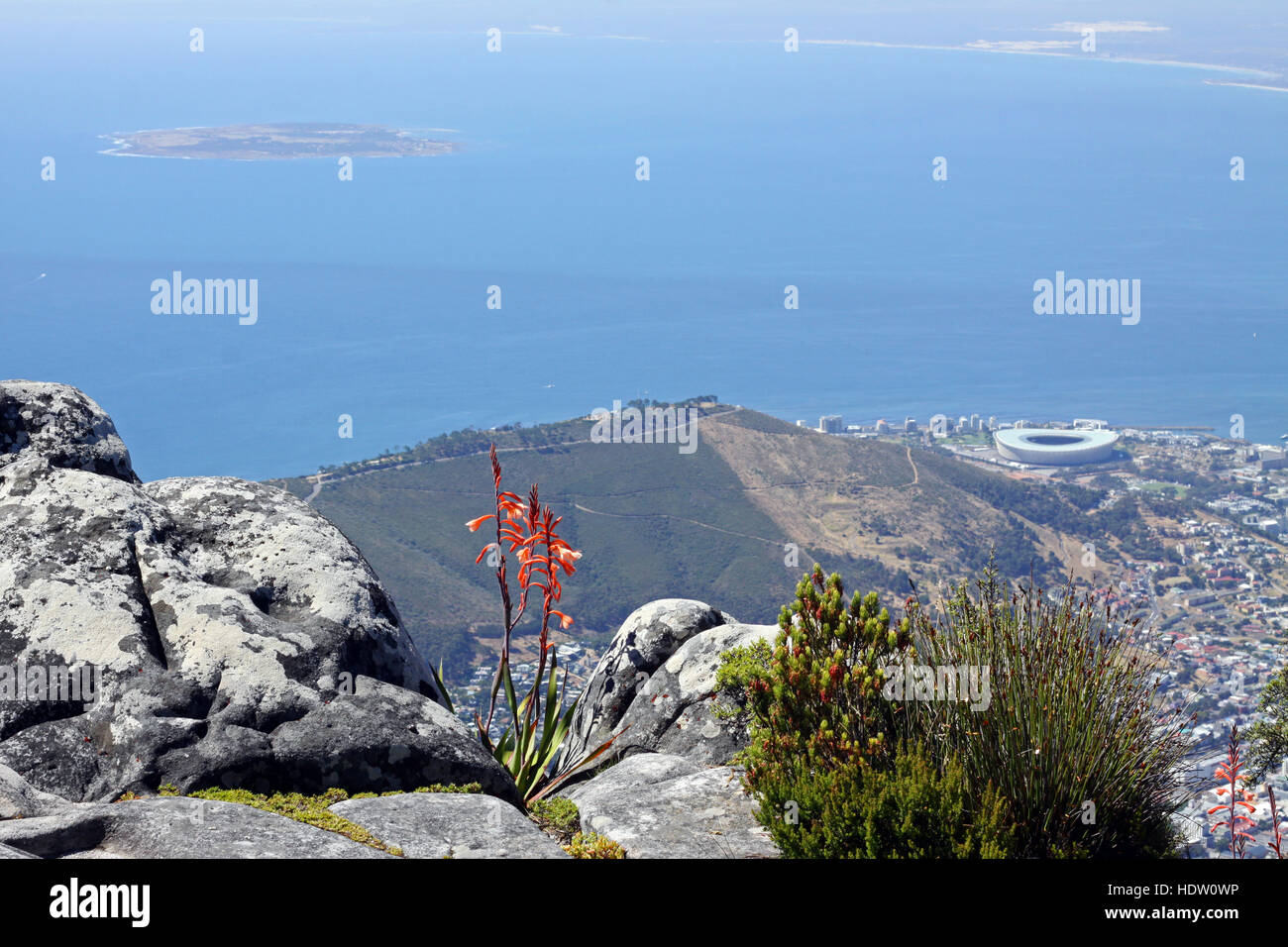 Tafelberg wilde blumen Stockfotos und bilder Kaufen Alamy
