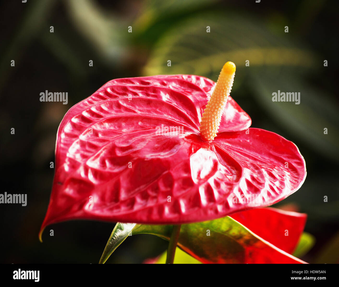 Anthurium Andraeanum Blume, Ort des Wachstums Kolumbien. Stockfoto