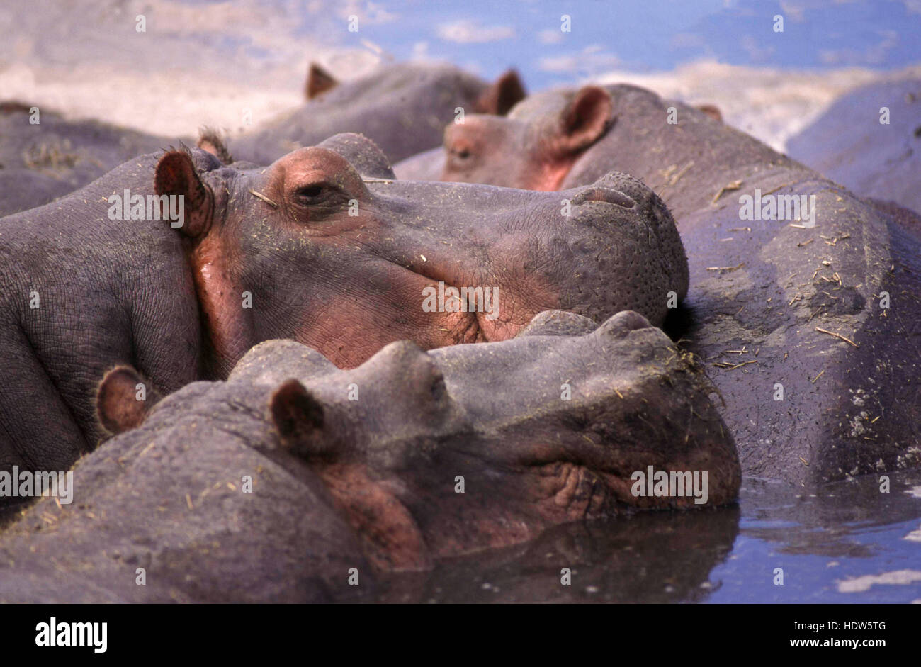 Flusspferd (Hippopotamus Amphibius) ruht in der Wasser - Nahaufnahme -, Ngorongoro Krater, Tansania Stockfoto