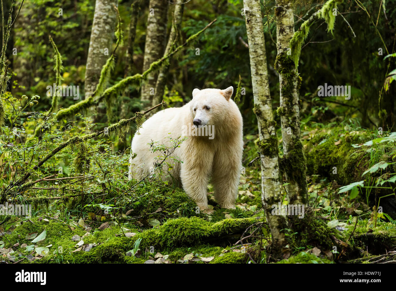 Männliche Spirit bear im großen Bären Regenwald, Gribbell Island, British Columbia, Kanada Stockfoto