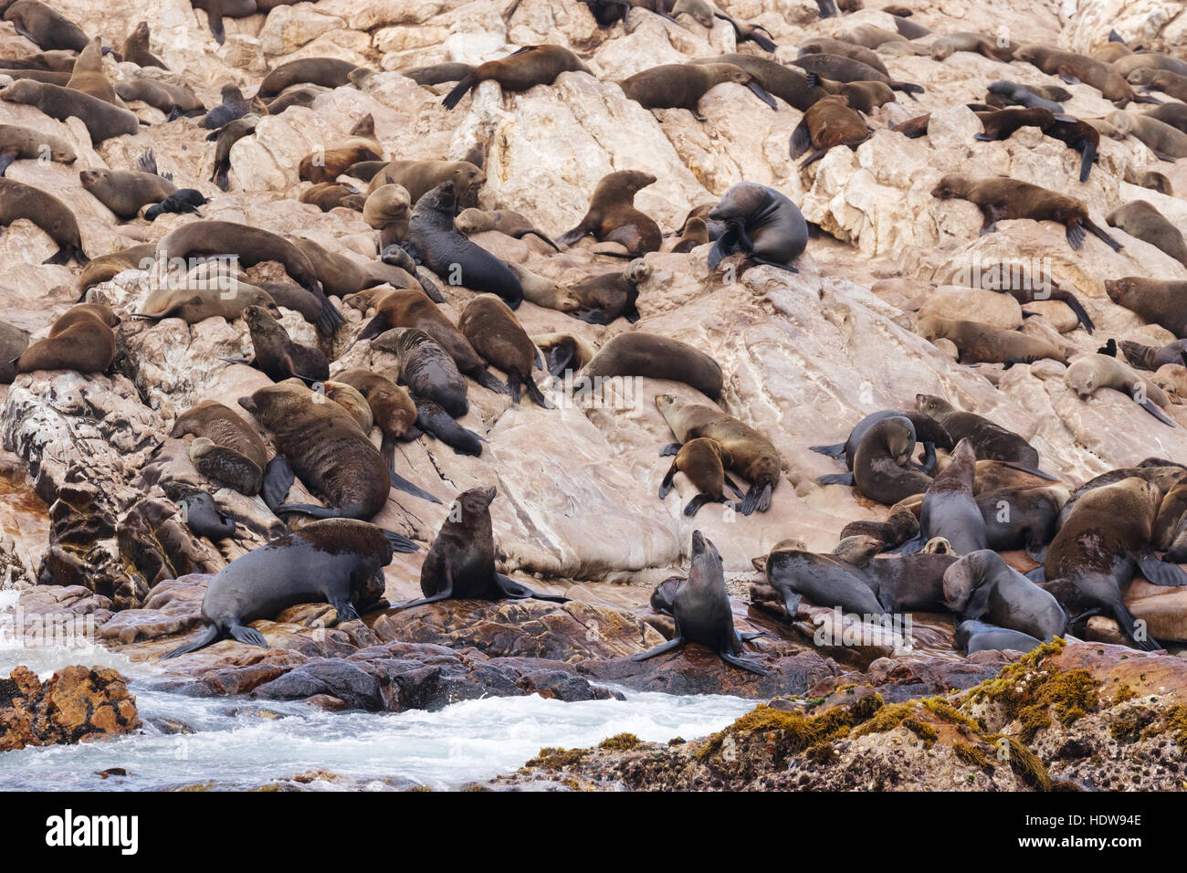 Kap-Seebären (Arctocephalus percivali), Hermanus, Western Cape, Südafrika Stockfoto