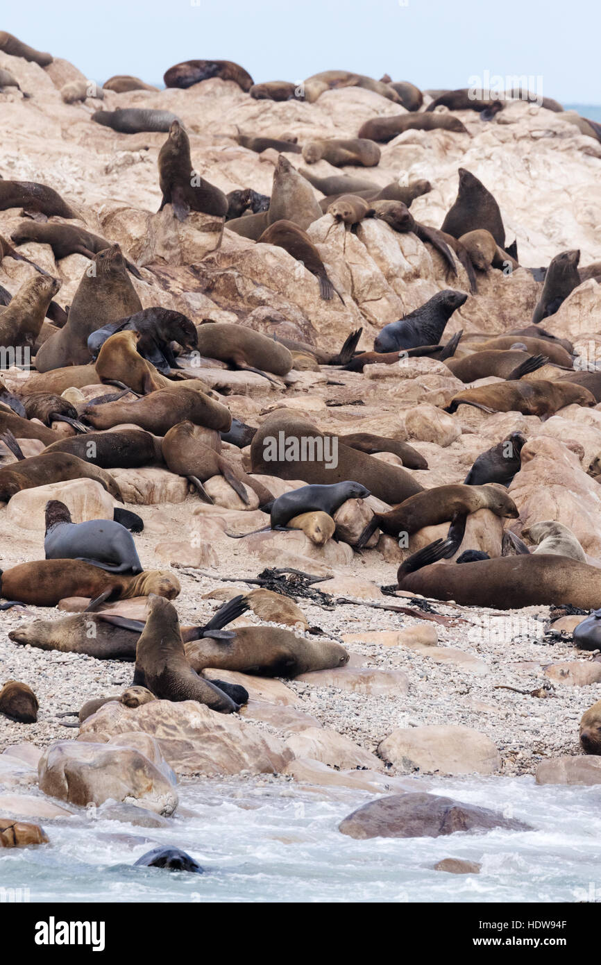 Kap-Seebären (Arctocephalus percivali), Hermanus, Western Cape, Südafrika Stockfoto