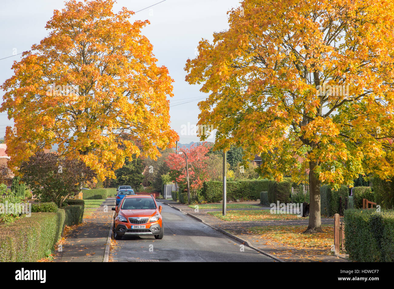 Grünen im Herbst von Bäumen gesäumten Wohngebiet, England, UK Stockfoto