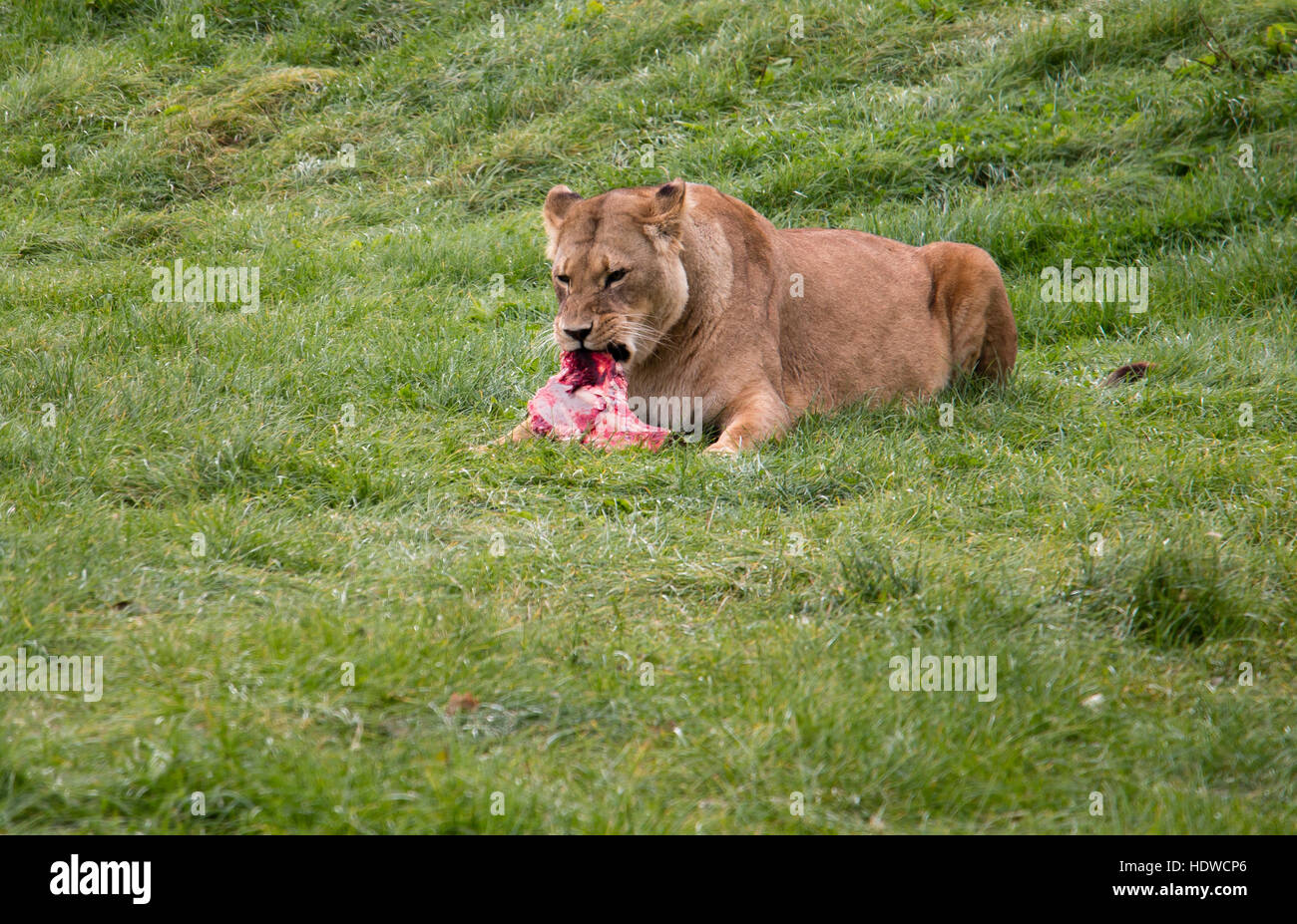 Löwin ihre Beute zu essen Stockfoto