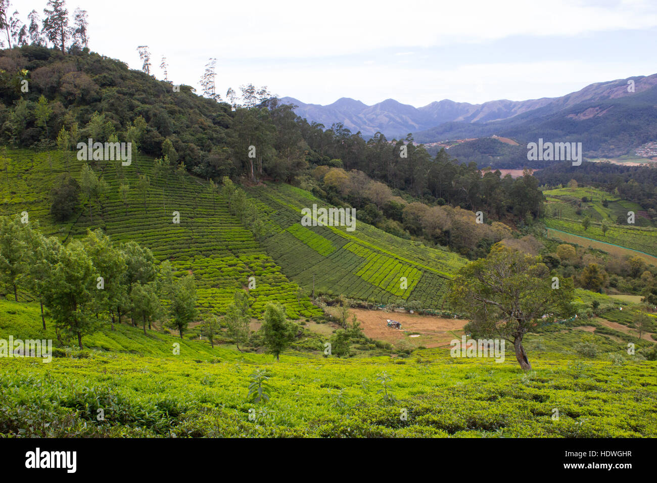 Ooty (Udhagamandalam) Stockfoto