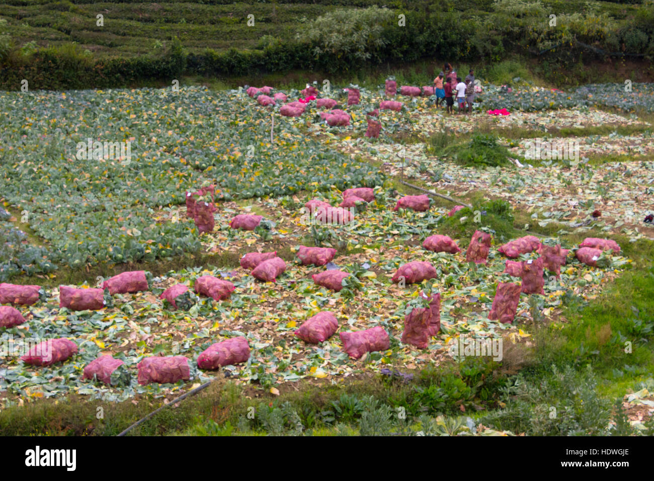 Kohlkopffeld in Ooty Stockfoto