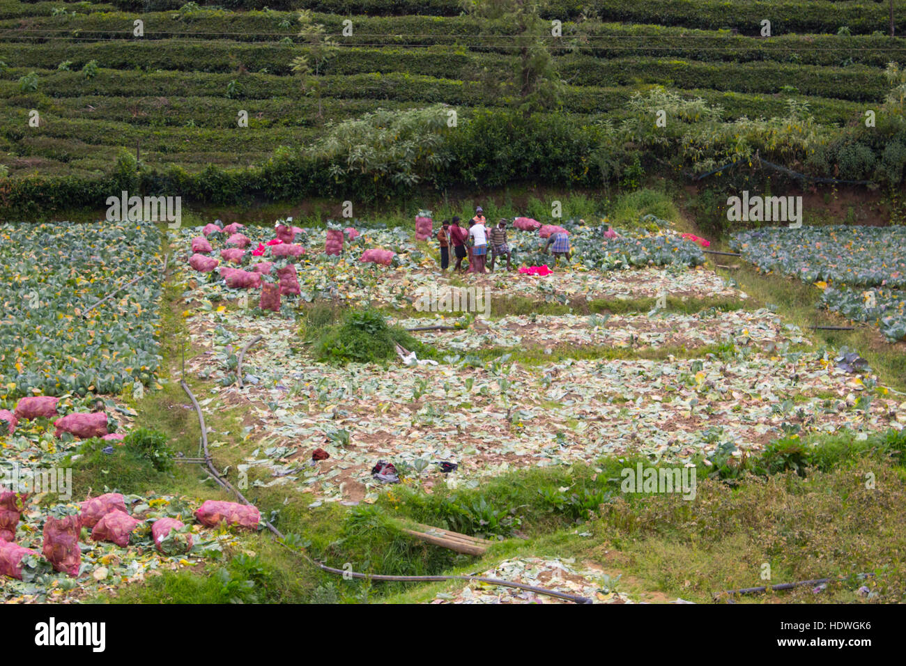 Kohlkopffeld in Ooty Stockfoto