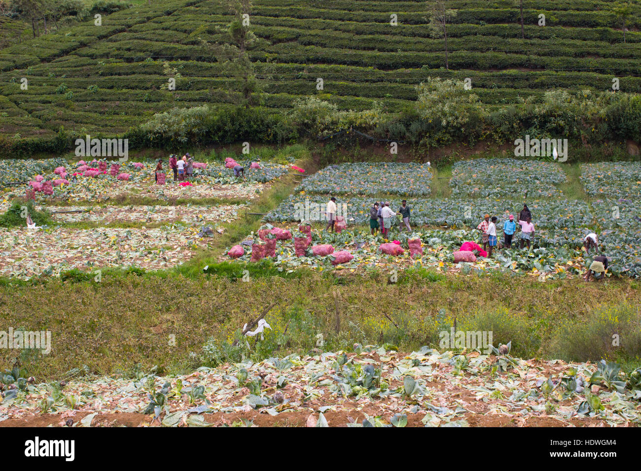 Kohlkopffeld in Ooty Stockfoto