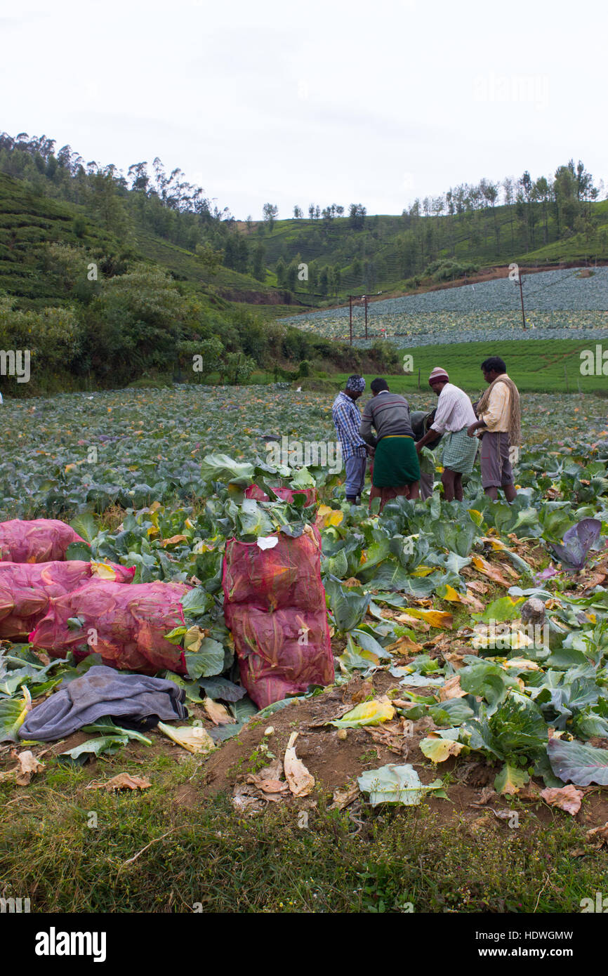 Kohlkopffeld in Ooty Stockfoto
