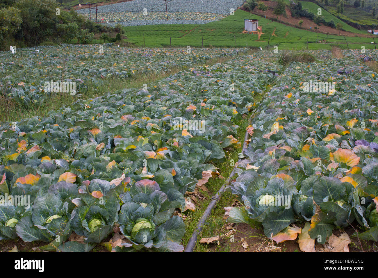 Kohlkopffeld in Ooty Stockfoto