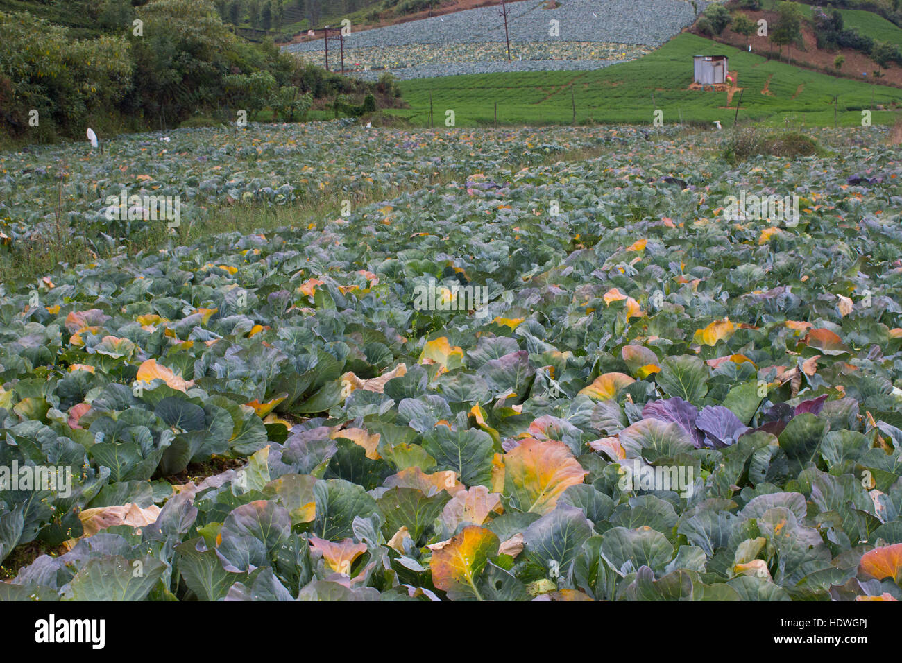 Kohlkopffeld in Ooty Stockfoto