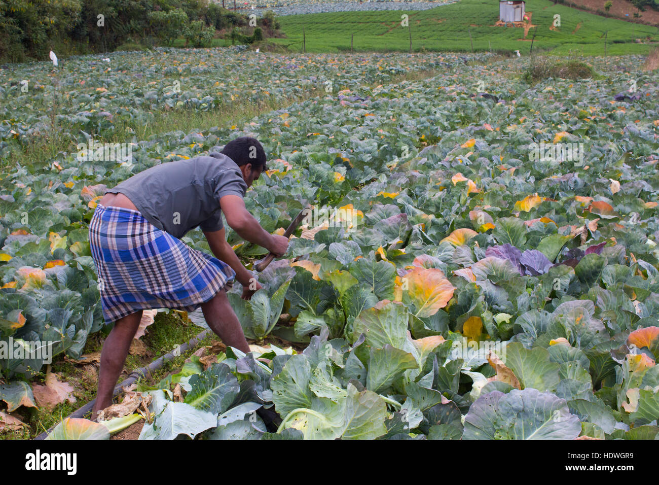 Kohlkopffeld in Ooty Stockfoto