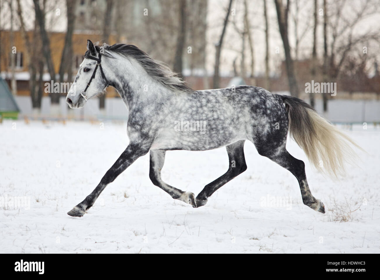 Dapple-Grey Arabisches Pferd in Bewegung auf Schneefeld Stockfoto