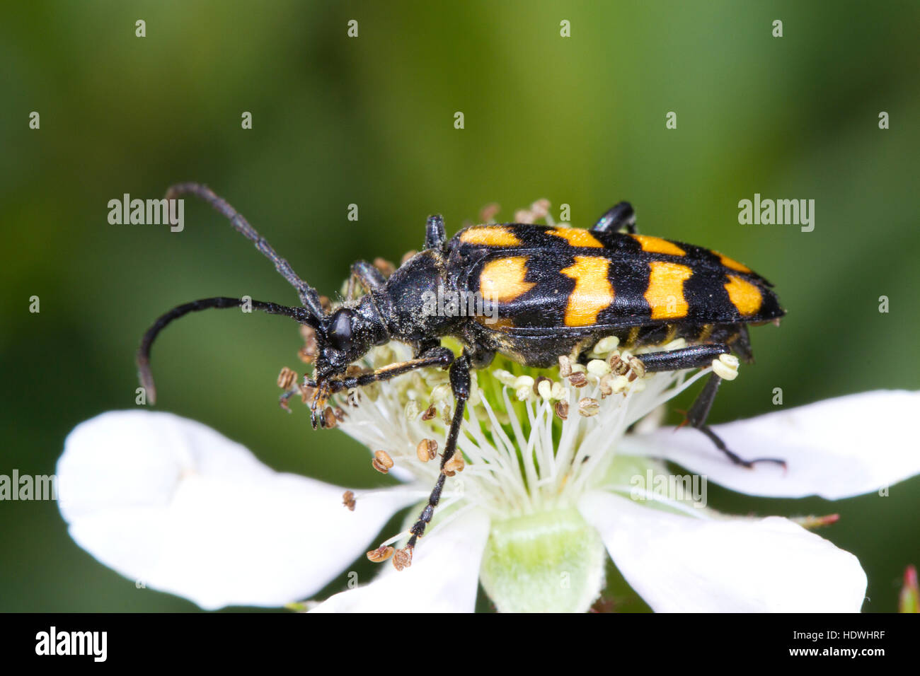 Longhorn Beetle (Leptura Quadrifasciata) Erwachsenen Fütterung auf eine Brombeere Blume. Ceredigion, Wales. Juni. Stockfoto