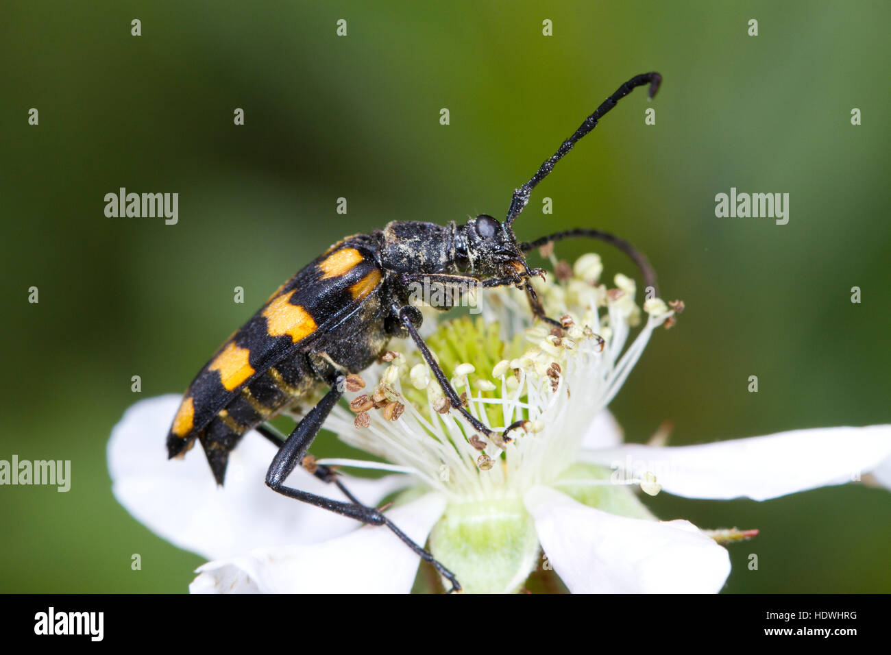 Longhorn Beetle (Leptura Quadrifasciata) Erwachsenen Fütterung auf eine Brombeere Blume. Ceredigion, Wales. Juni. Stockfoto