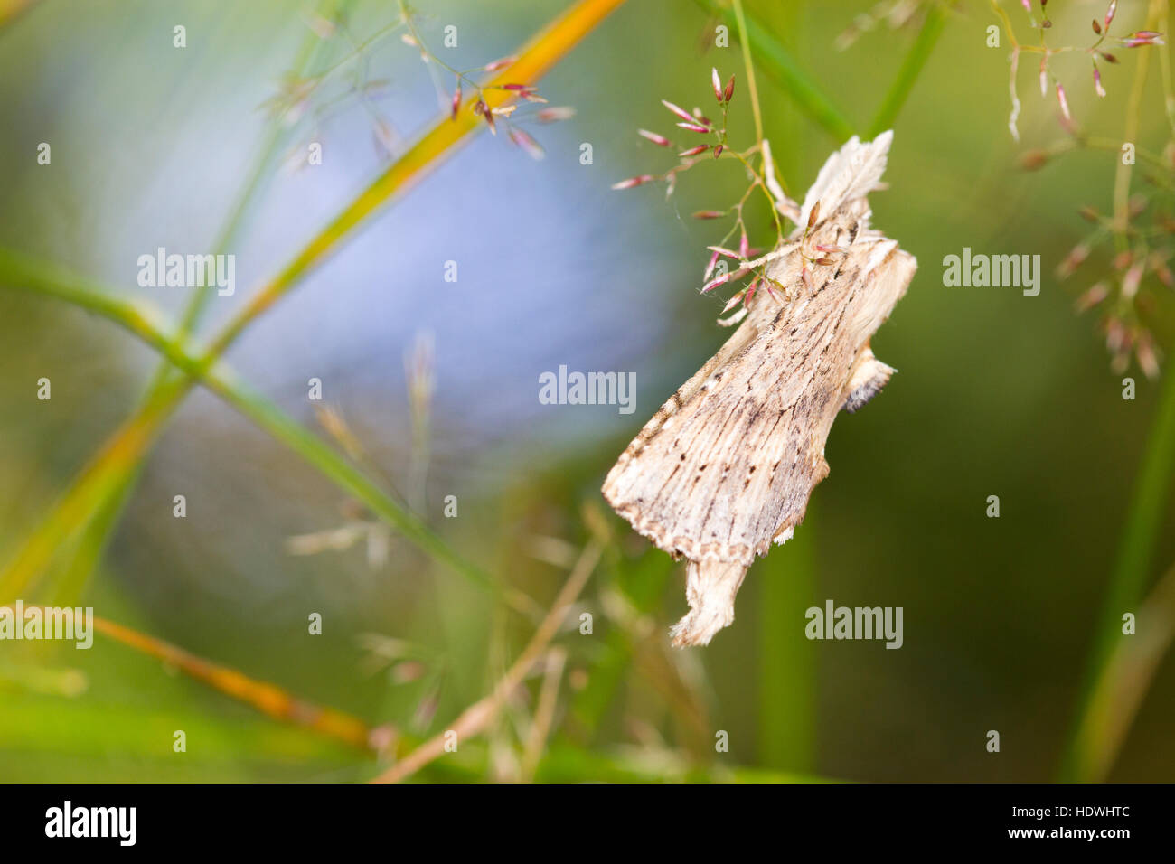 Blass, Prominent (Pterostoma Palpina) Erwachsene Motte Schlafplatz unter den Gräsern. Powys, Wales. August. Stockfoto