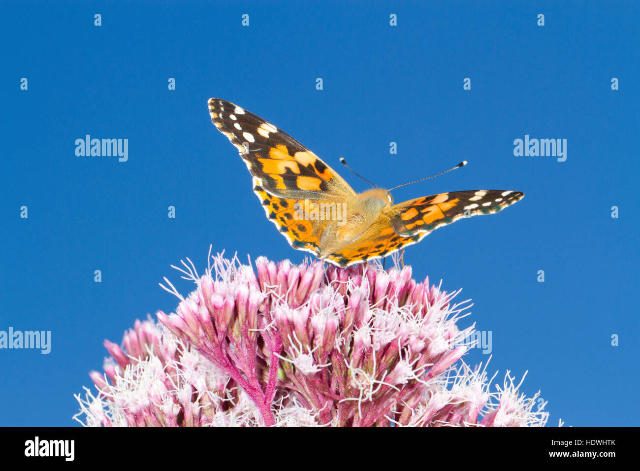 Distelfalter Schmetterling (Vanessa Cardui) Erwachsenen Fütterung auf Hanf-Agrimony (Eupatorium Cannabinum) Blumen. Powys, Wales. August. Stockfoto