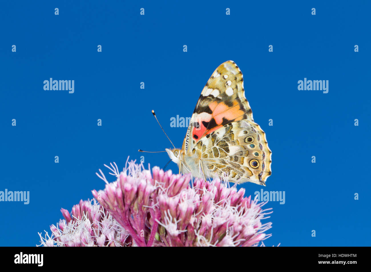 Distelfalter Schmetterling (Vanessa Cardui) Erwachsenen Fütterung auf Hanf-Agrimony (Eupatorium Cannabinum) Blumen. Powys, Wales. August. Stockfoto