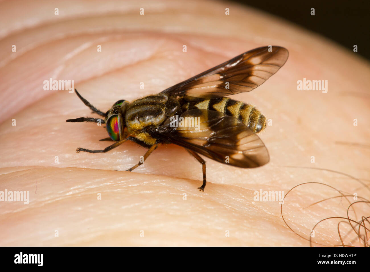 Twin-gelappten Deerfly (Chrysops Relictus) ernähren sich von einer menschlichen Hand. Ceredigion, Wales. August. Stockfoto