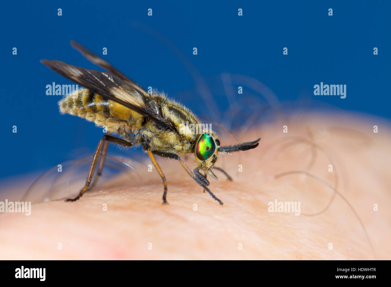 Twin-gelappten Deerfly (Chrysops Relictus) ernähren sich von einer menschlichen Hand. Ceredigion, Wales. August. Stockfoto