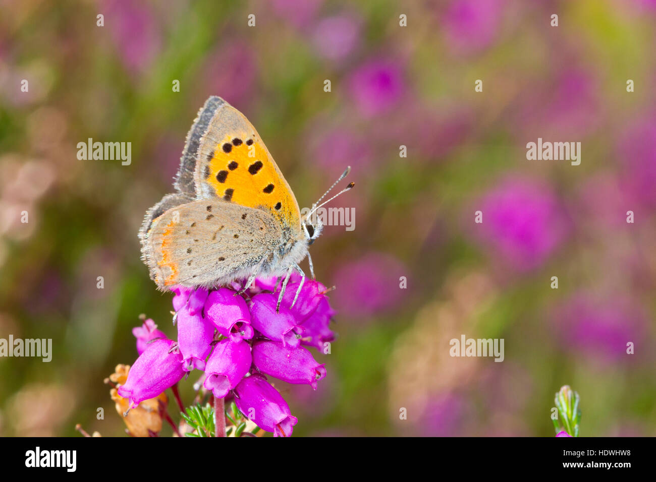 Kleine Kupfer Schmetterling (Lycaena Phlaeas) Männchen thront auf Bell Heather. Powys, Wales. September. Stockfoto