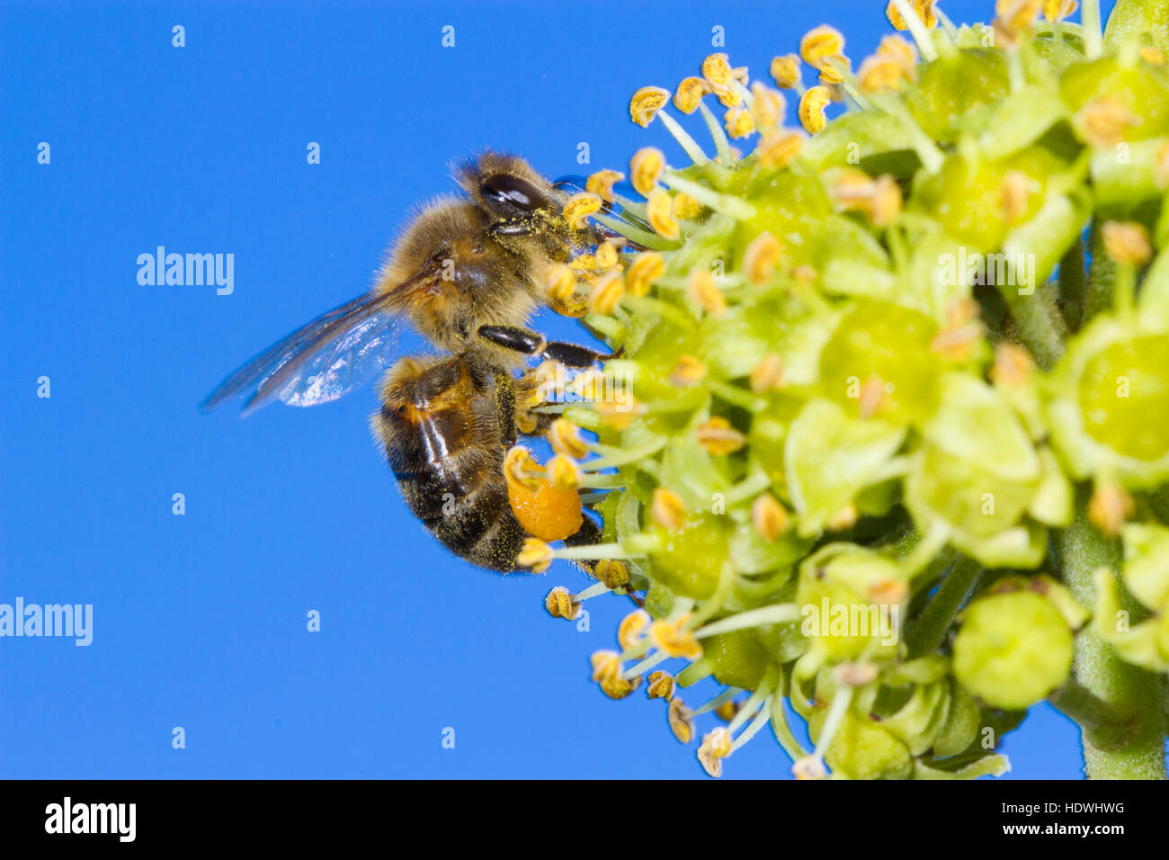 Western-Honig Biene (Apis Mellifera) Erwachsene Arbeitnehmer Fütterung auf Efeu (Hedera Helix) Blumen. Powys, Wales. September. Stockfoto
