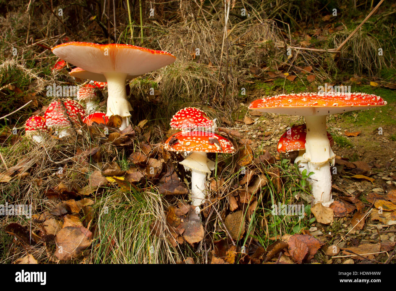 Fliege Agaric Pilz (Amanita Muscaria) Fruchtkörper im Wald. Powys, Wales. Oktober. Stockfoto