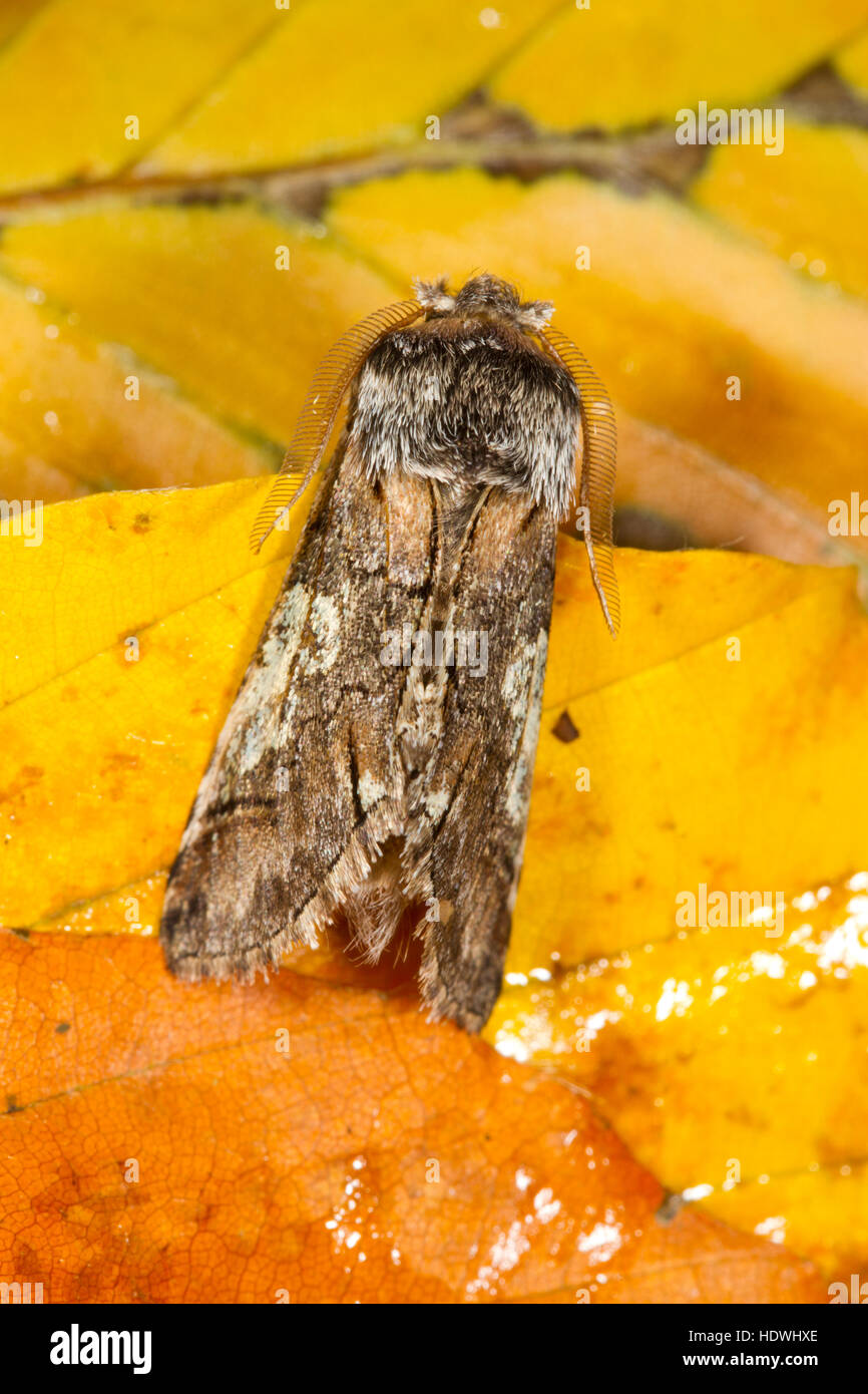 Achtknoten (Diloba Caeruleocephala) Erwachsene Motte unter gefallenen Buche ruhen lässt. Powys, Wales. Oktober. Stockfoto