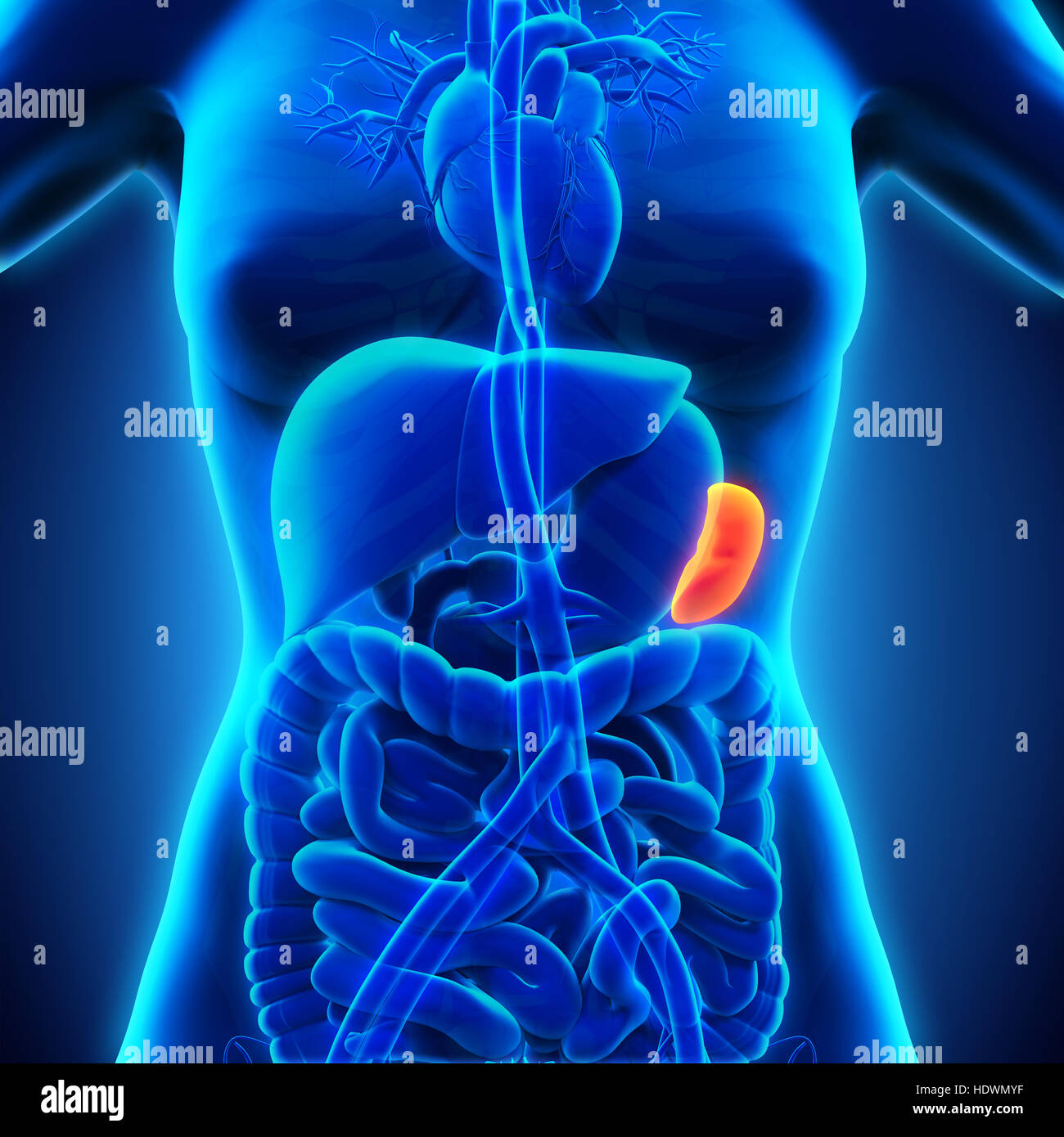 Anatomie der menschlichen Milz Stockfotografie - Alamy