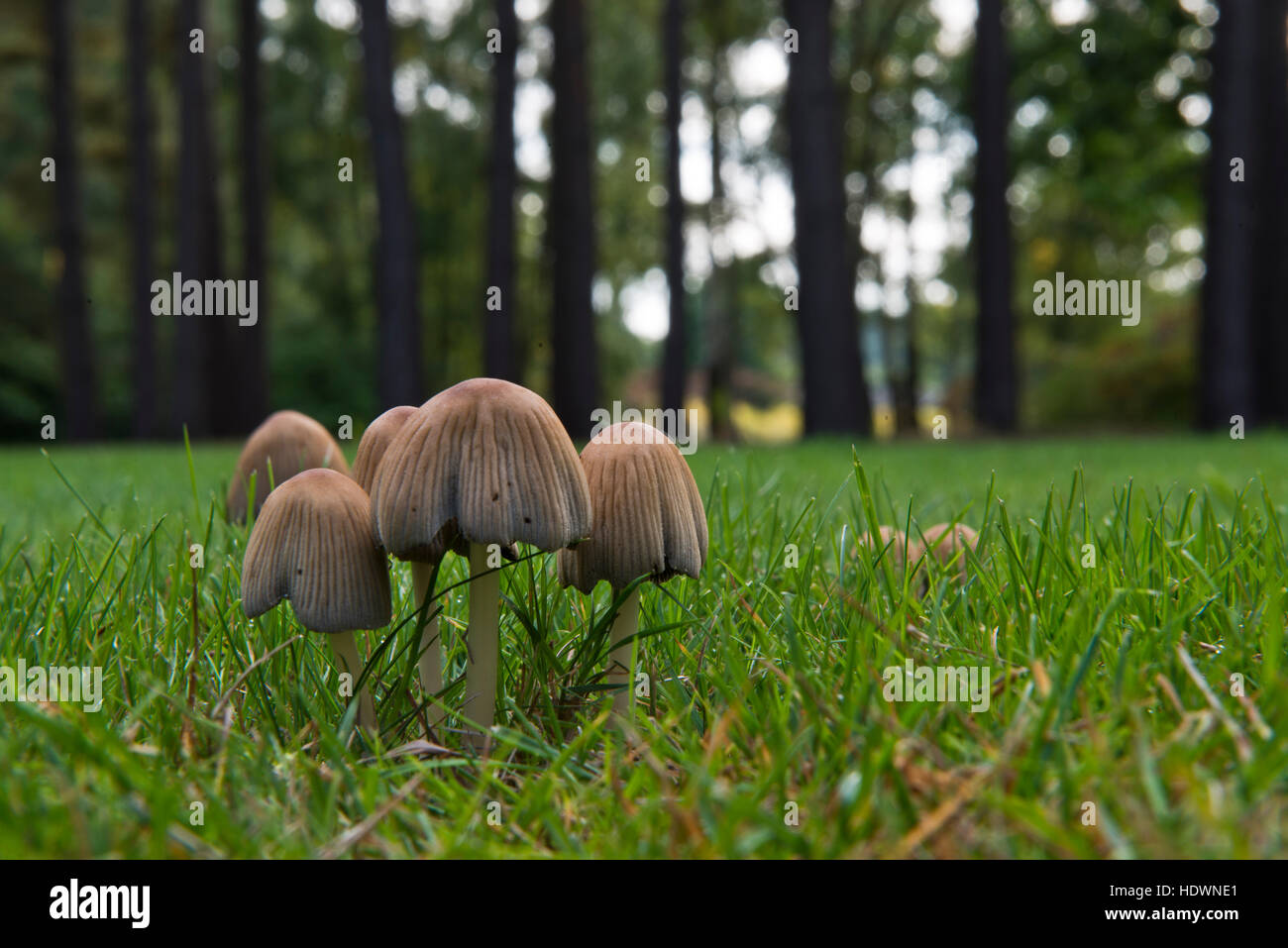 Geriffelte Motorhaube - Mycena Polygramma. Gefunden Sie in Brookwood Friedhof, Surrey, England, UK Stockfoto