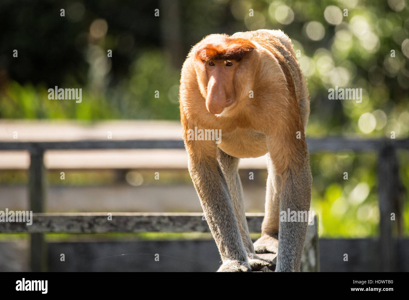 Porträt von fabelhaften Langnasen-Affe, Borneo, Malaysia Stockfoto