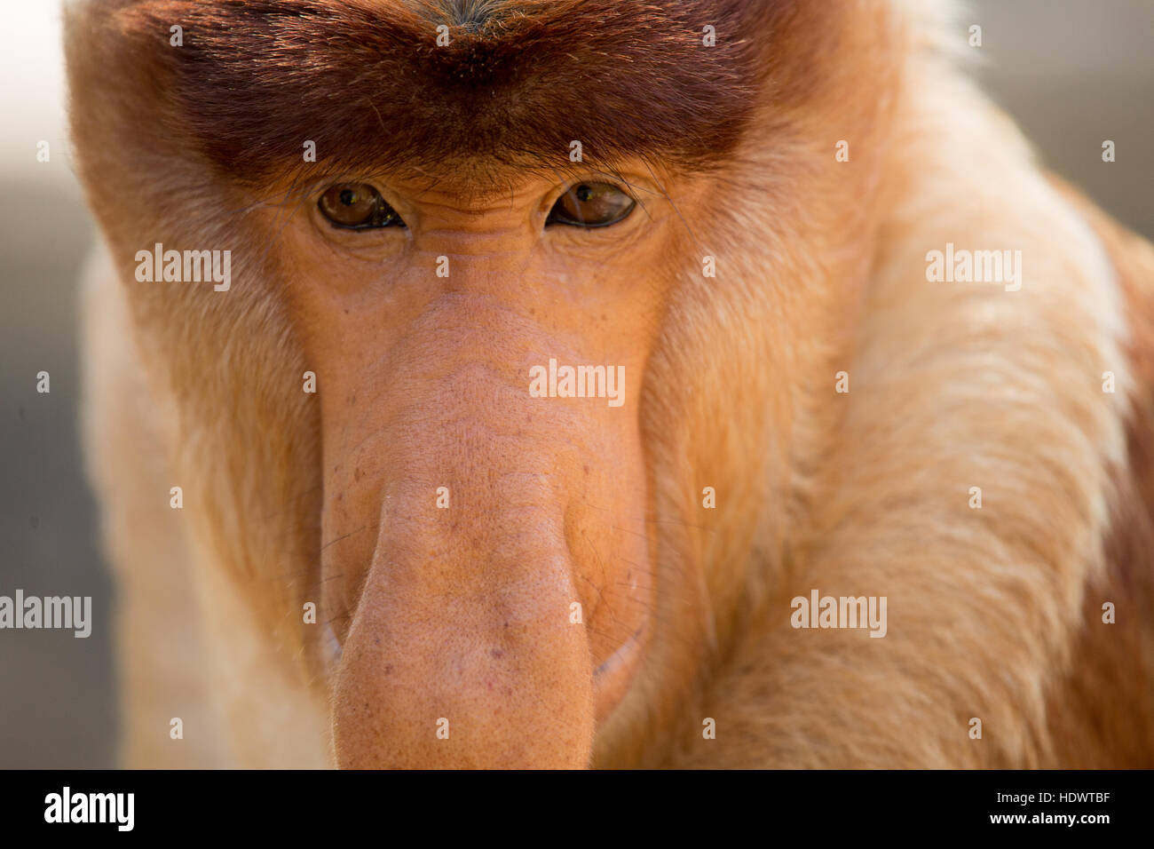 Porträt von fabelhaften Langnasen-Affe, Borneo, Malaysia Stockfoto