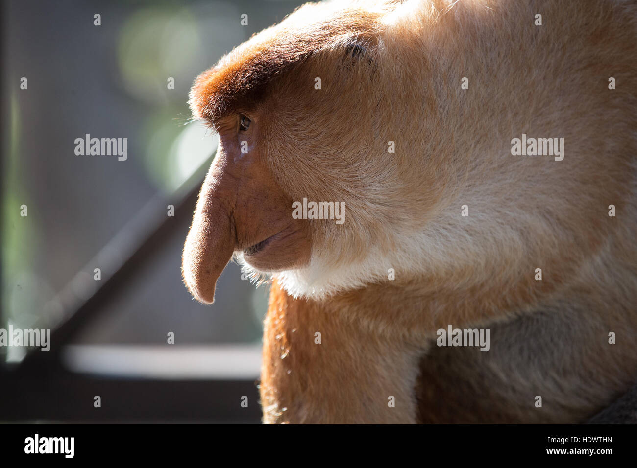 Porträt von fabelhaften Langnasen-Affe, Borneo, Malaysia Stockfoto